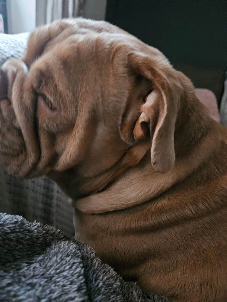 English bull dog 13 months