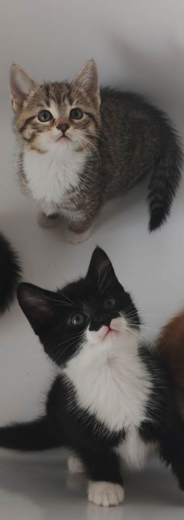 Kittens: 1 tabby + 1 black/white