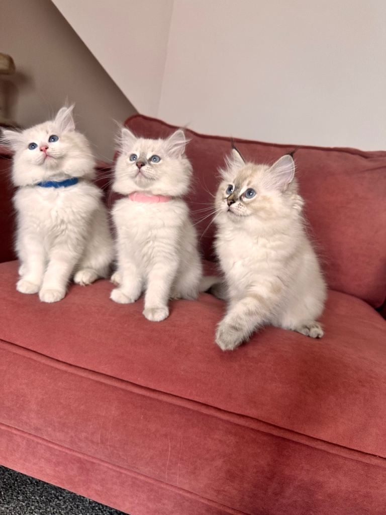 Ragdool kittens 2 boys and a girl ready for they’re forever homes❤️❤️❤️❤️