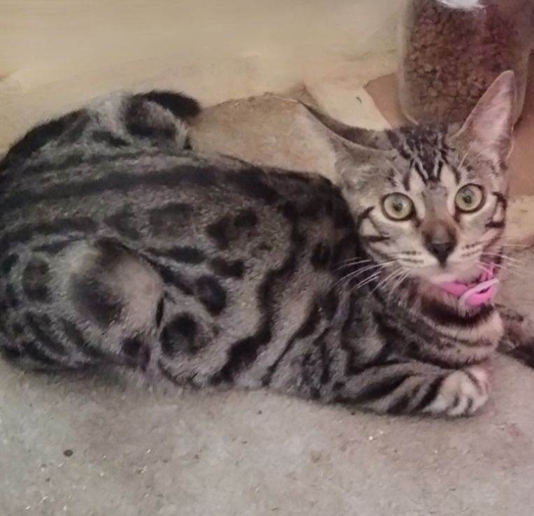Persian x Bengal Girl Kitten 