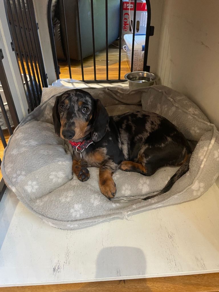 🐶🐶 female 4 month old black & silver dapple  miniature dachshund 