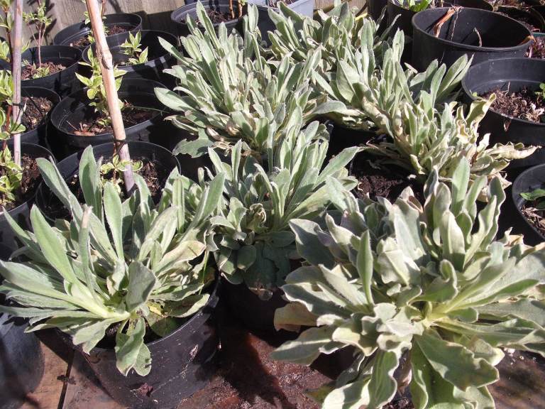 Large Pots Of The Garden Plant Rose Campion (white flower) Will Come Up Every Year