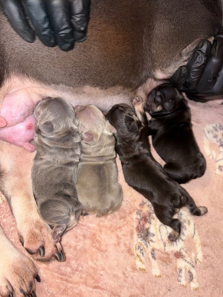 Beautiful French bulldog pups frenchies 