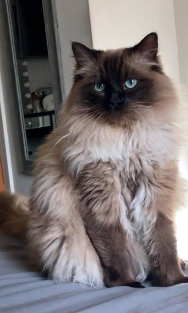 Ragdoll 