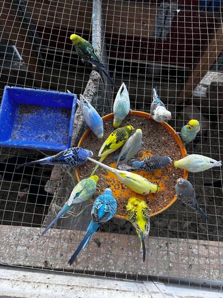 Beautiful budgie and cockatiels available 