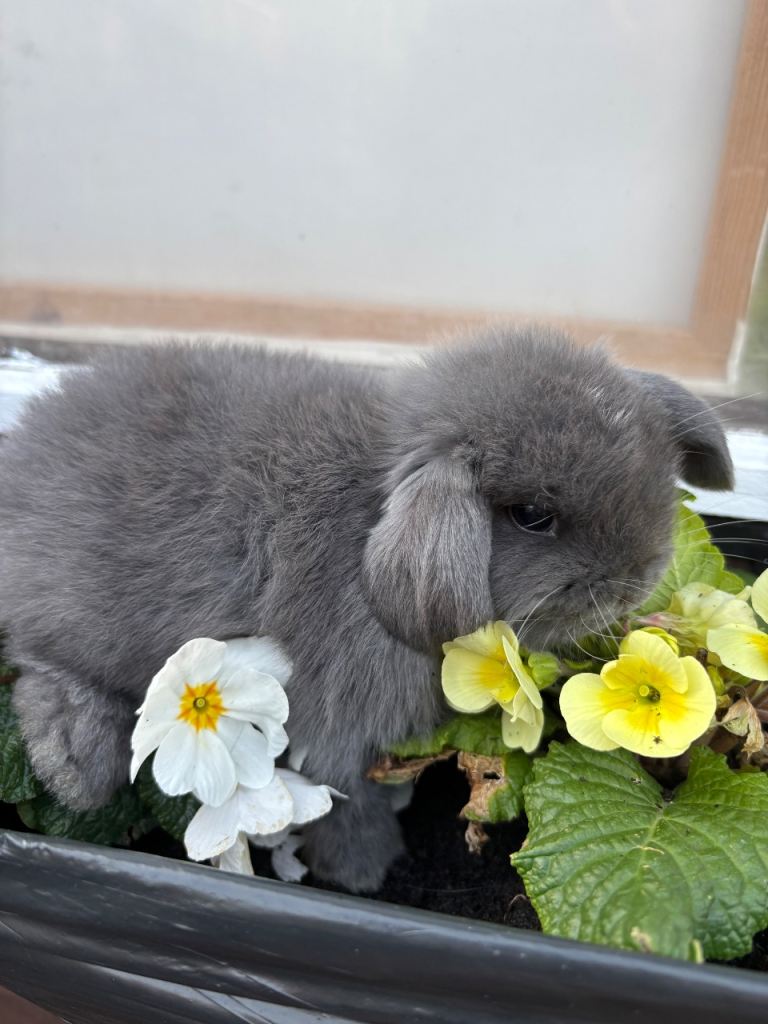 Mini lop bunnies 