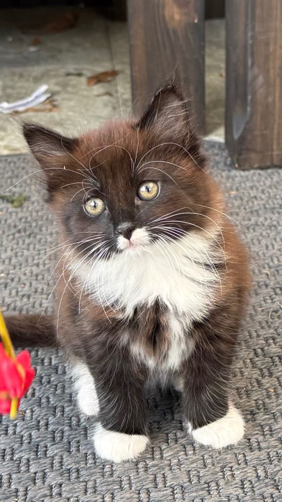 Two Kittens looking for Loving Homes