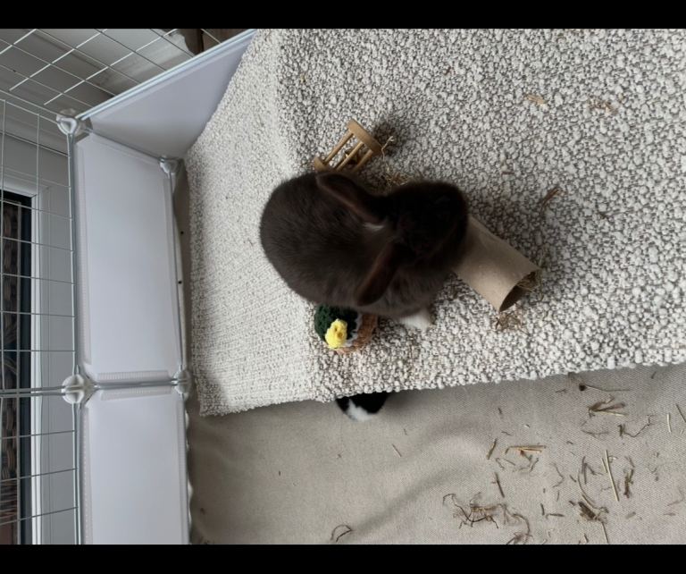 Mini lops , West Midlands B62