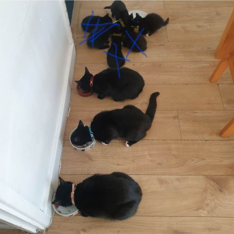 2 female cats,  male and 2 kittens need home.