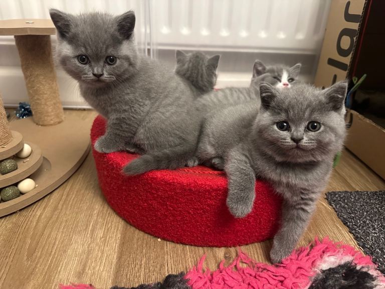 Gccf British Shorthair. 