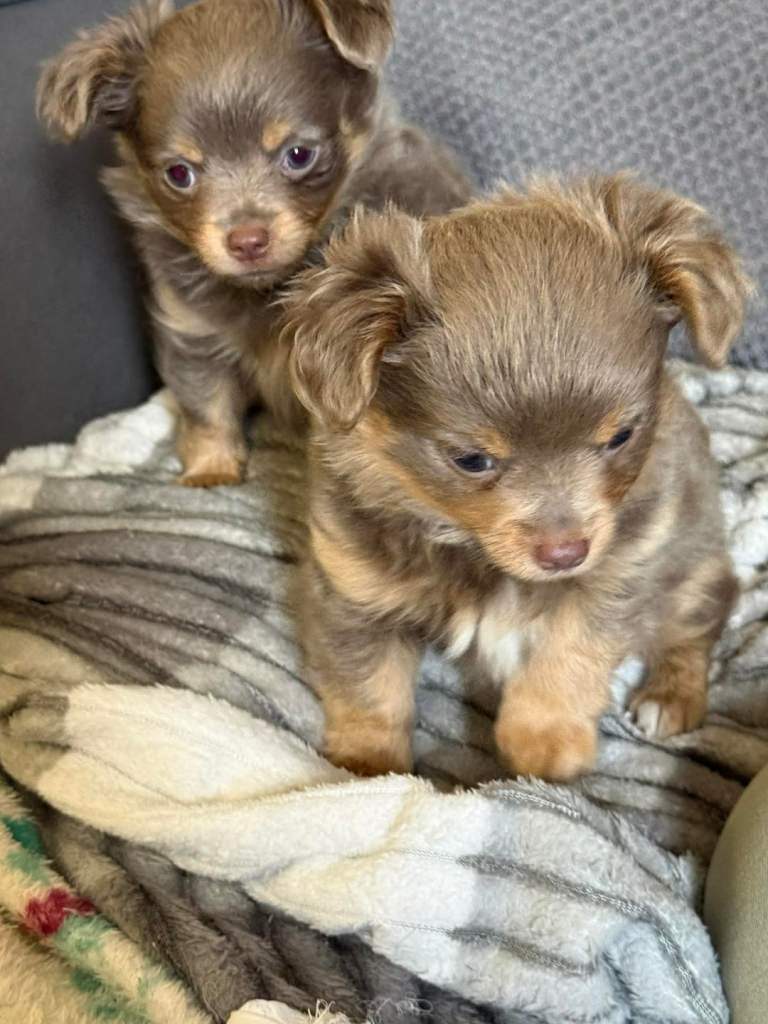 Beautiful Chihuahua male Pup for sale