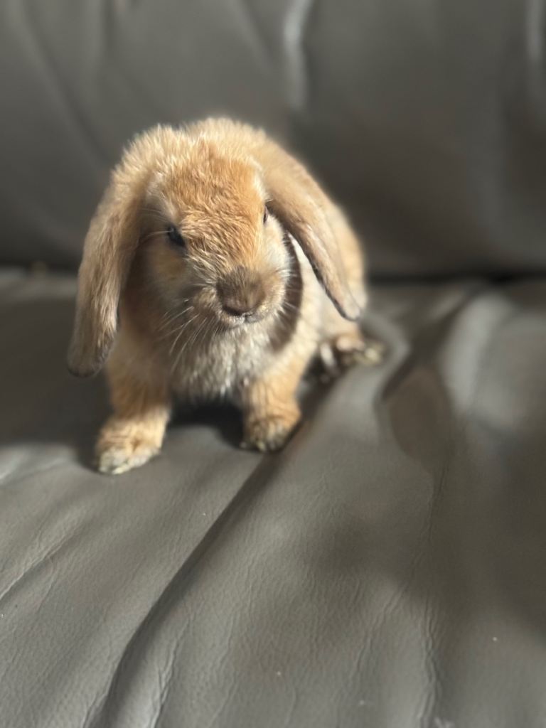 Bunnies for sale 