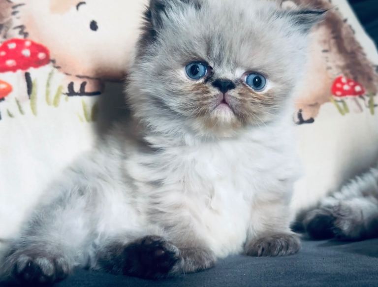 Adorable Persian Kitten with Blue Eyes