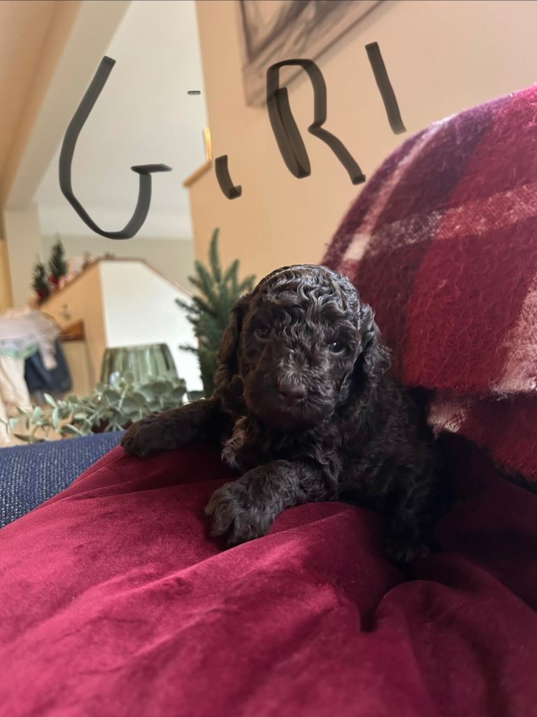 Cockapoo pups