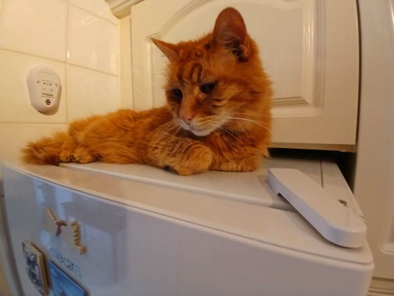 Charli ginger 12 years old cat 