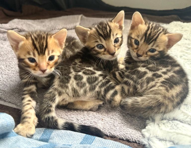 🐆Outstanding Little Leopards🐆