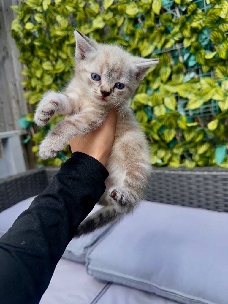 4 boy kittens for sale 