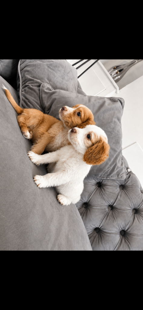 Cocker spaniel pups