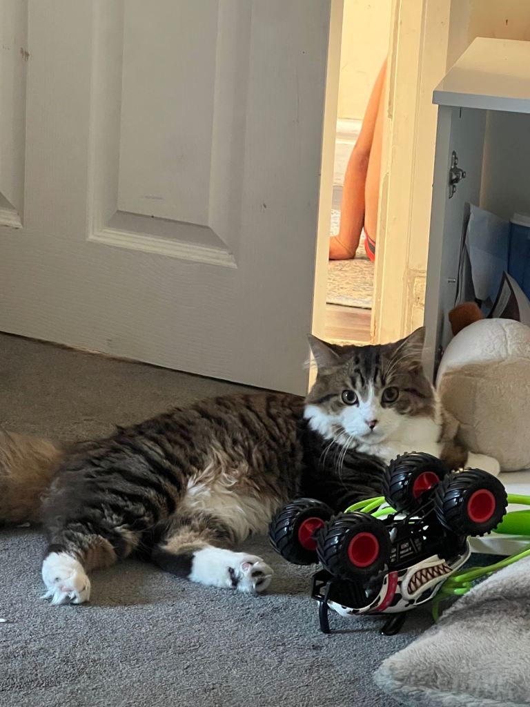 kitten 7 month old DLH