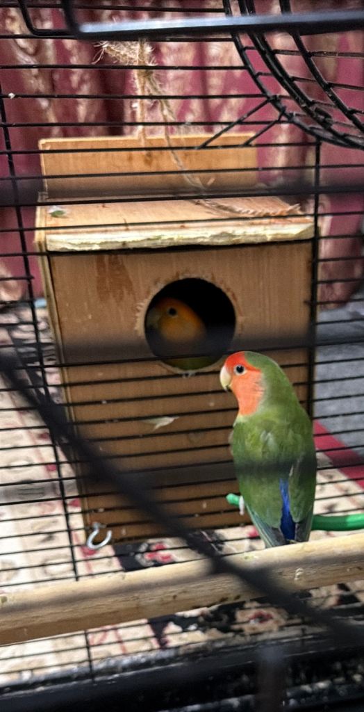 2 pet love birds for sale including cage £80