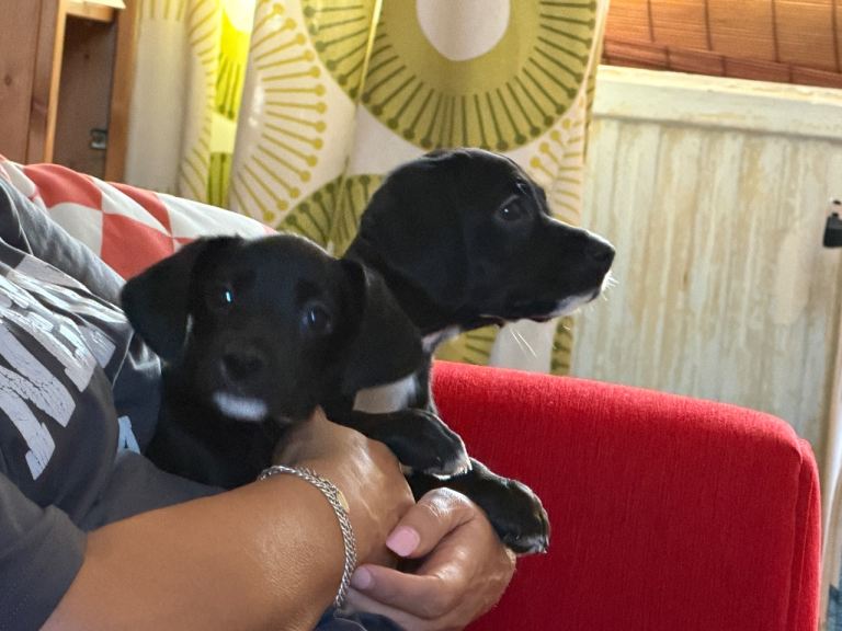Puppies For Sale 