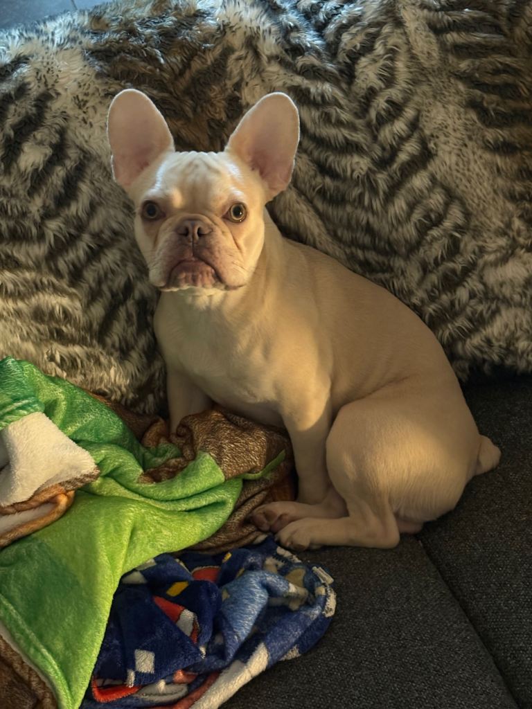 9 month old frenchie 