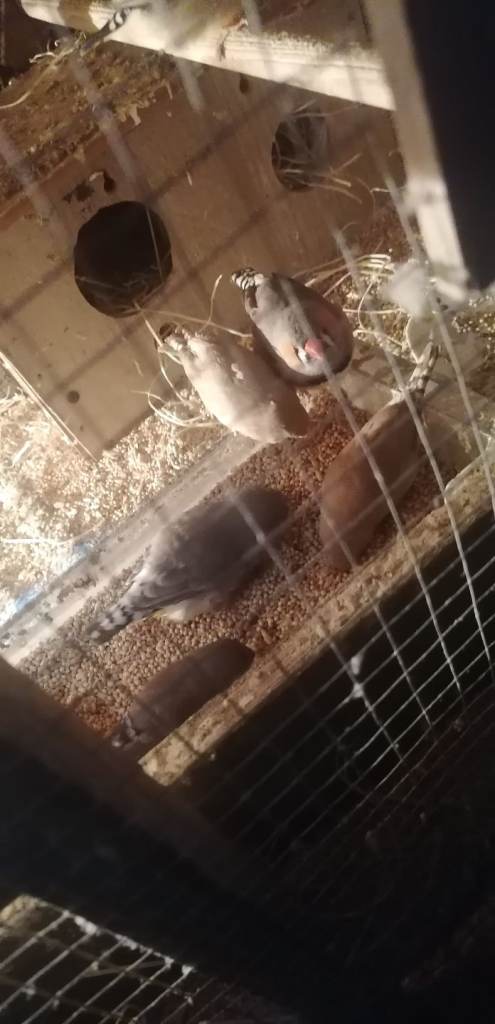 Budgies