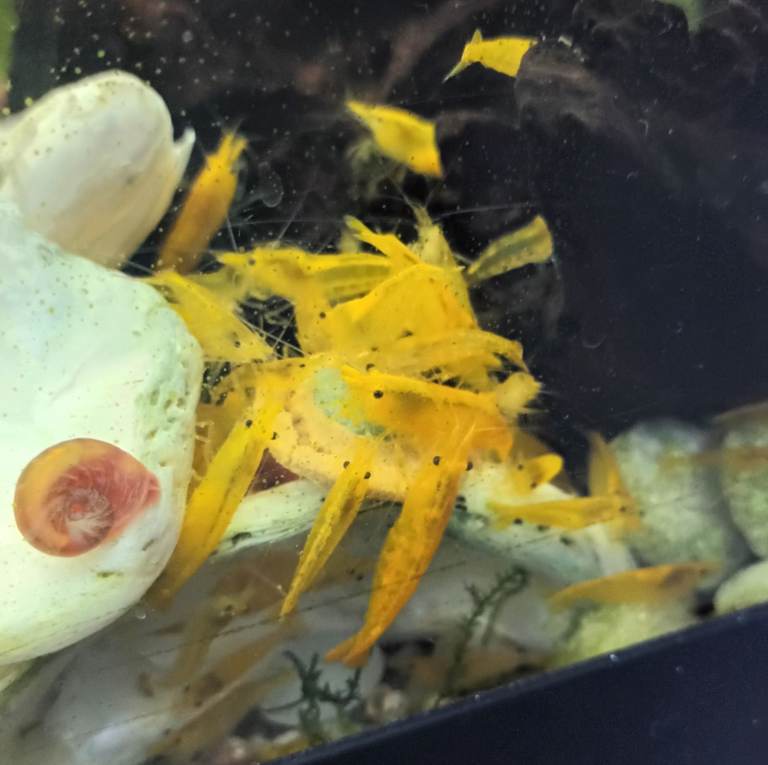 Yellow cherry shrimp, Fancy Guppy Fish, Ramshorn Snails, Guppies