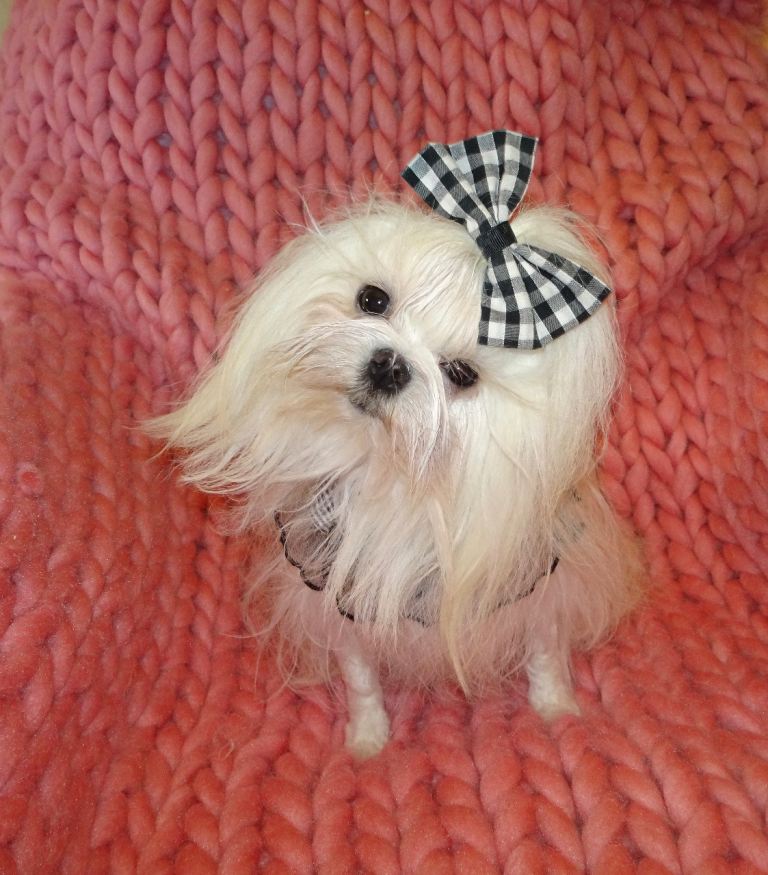 2 Year Old Korean Maltese Girl Looking For Loving Home