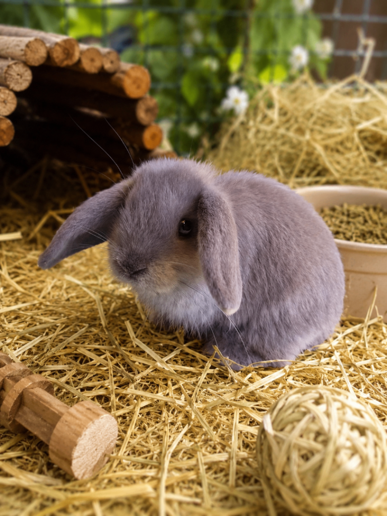 Stunning Pure Bred Mini Lop Rabbits
