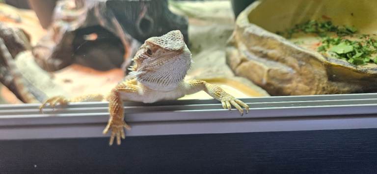 Bearded dragon and set up