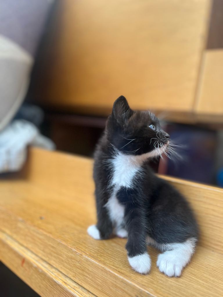 Sweet kittens
