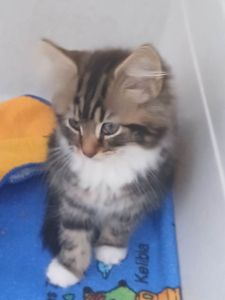 Maine coon xx kittens