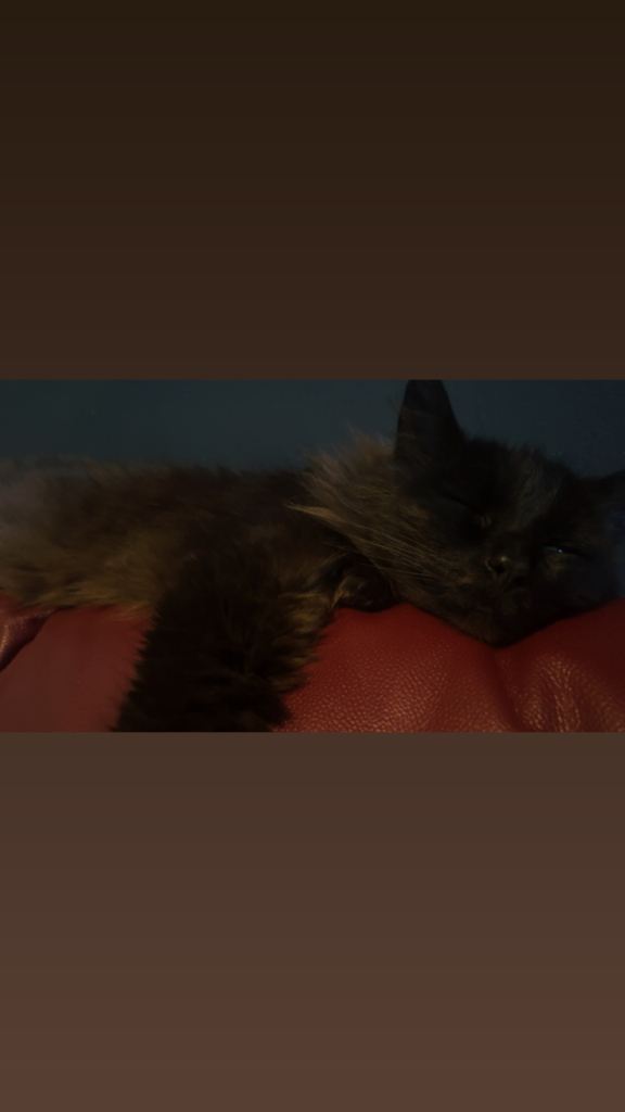 Paul (black domestic long hair )