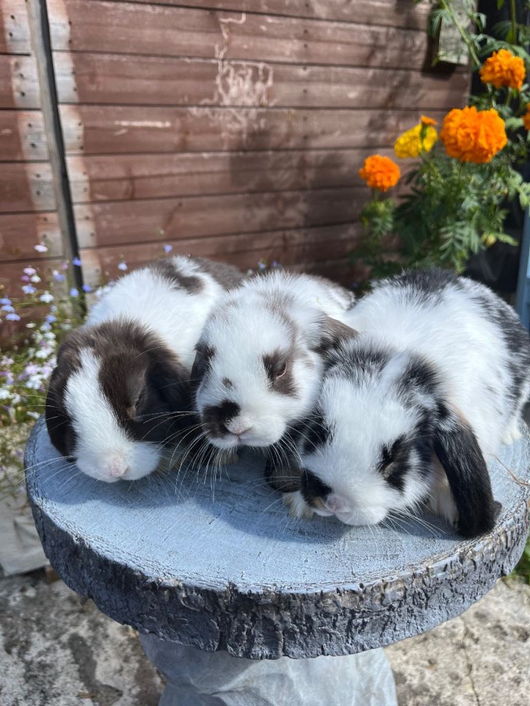 Stunning litter of mini lops ready now 