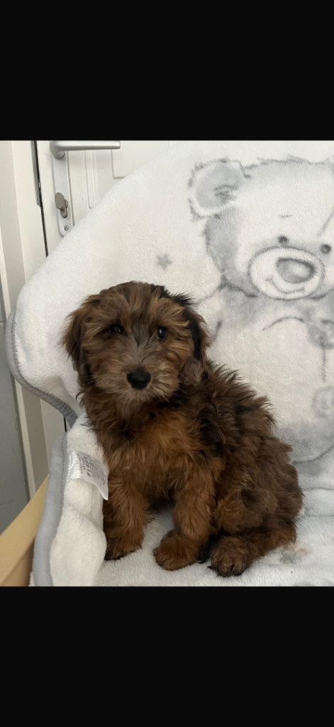 Cockapoo puppies
