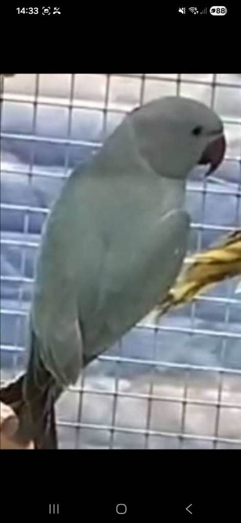 Bitd cage and accessories all in picture