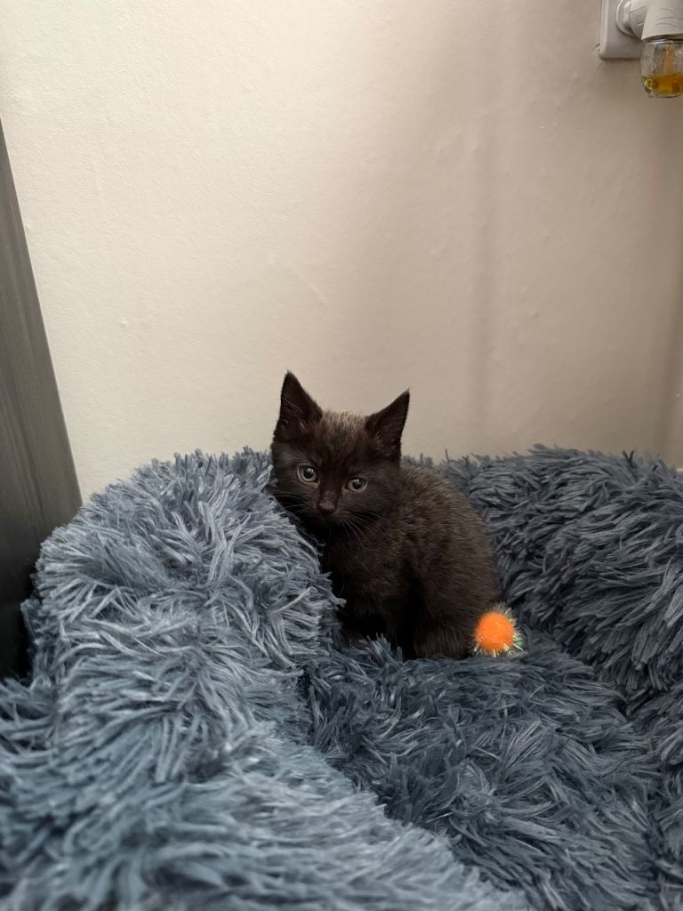 (Gateshead) Grey female kitten 8 weeks old, ready to go today 