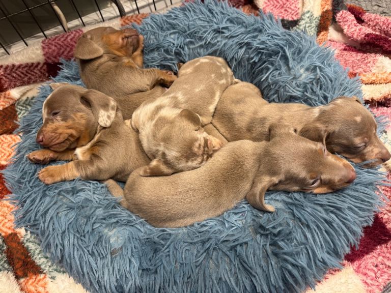 KC Reg Pedigree Miniature Smooth Haired Isabella & Tan Dapple Dachshund Puppies