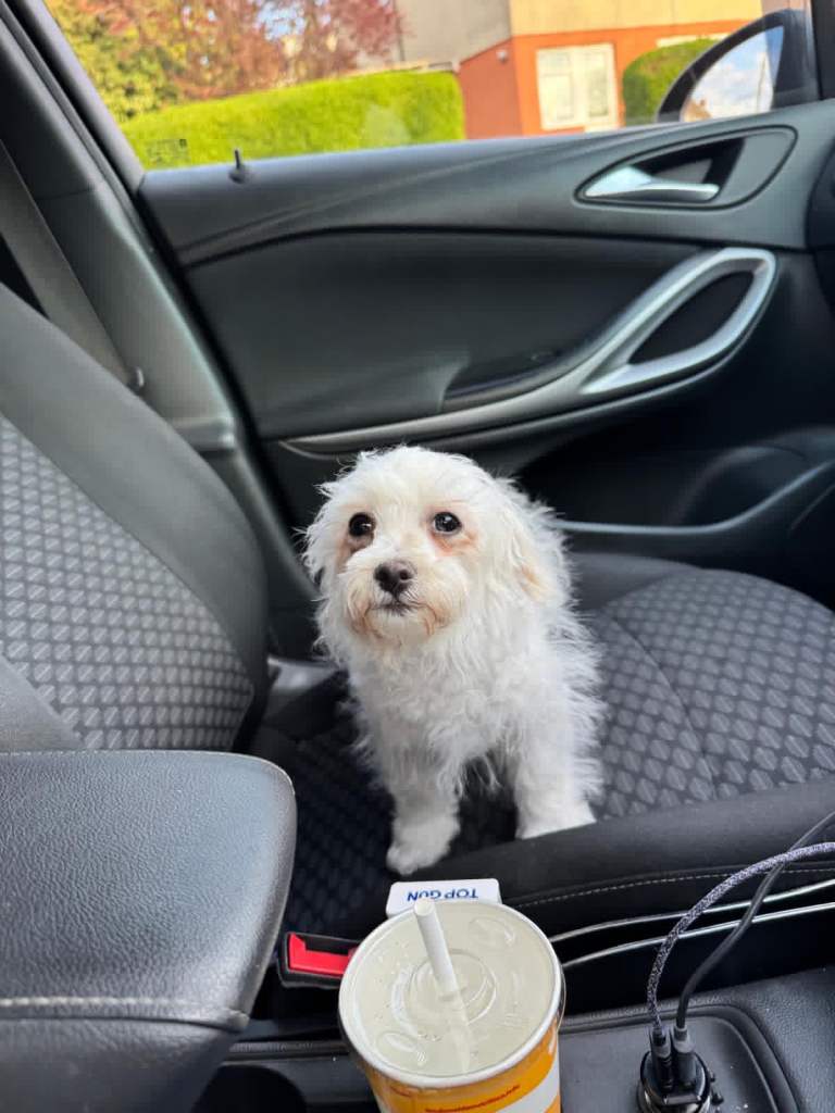 Maltese mix Havanese puppies