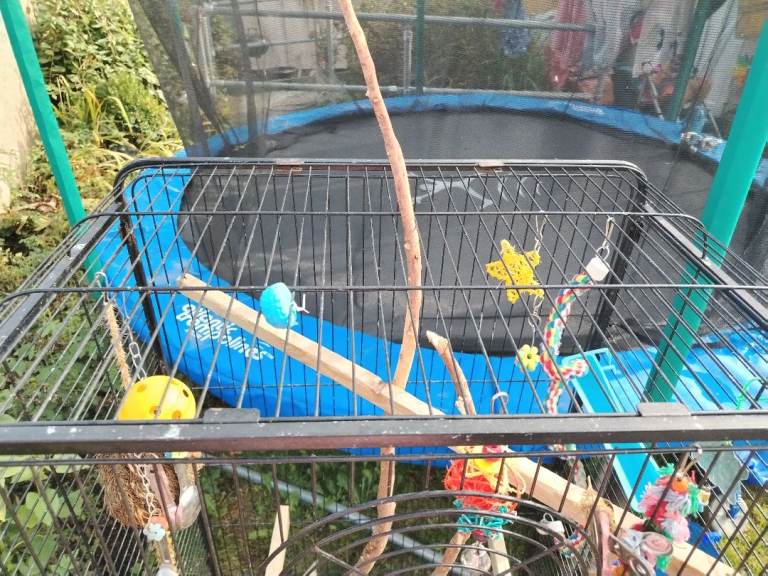 Extra large bird cage van needed due to size 