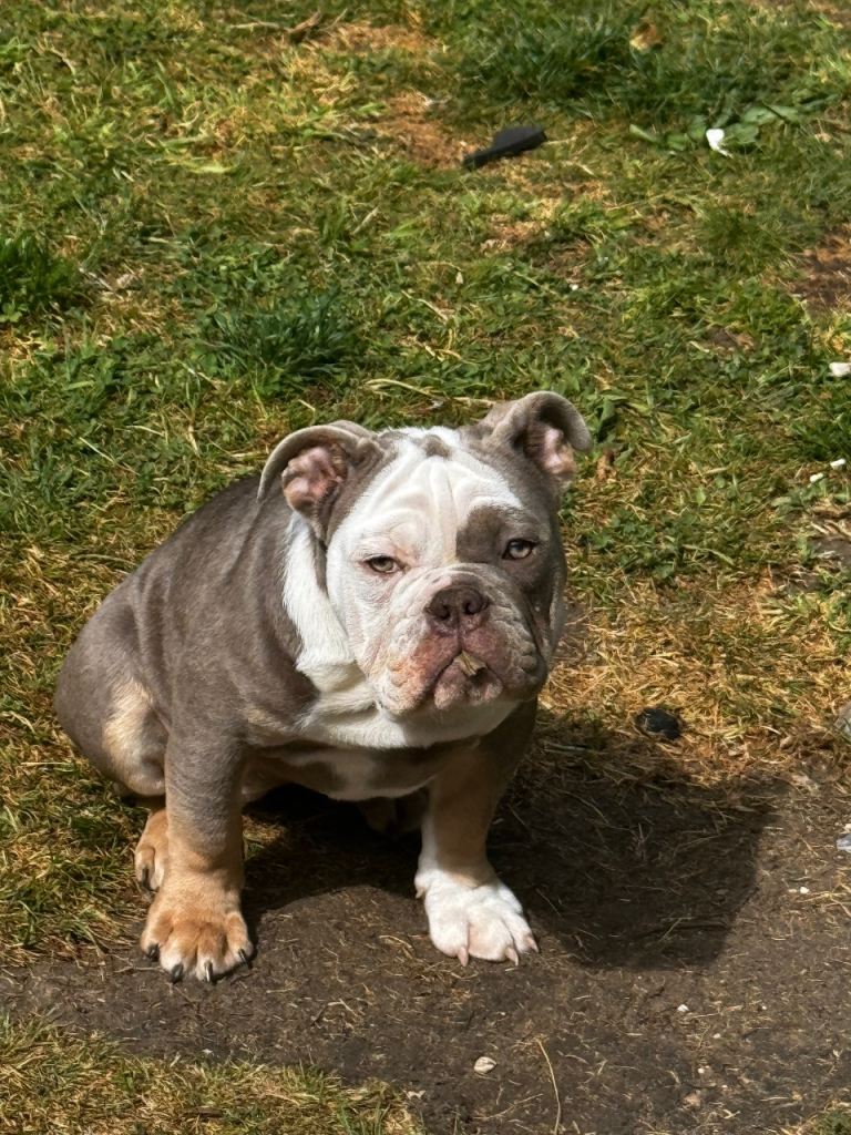 English bulldog 