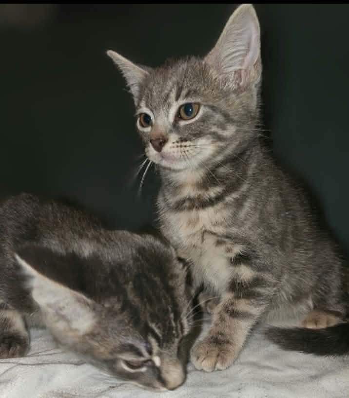 “Update” 2 Kittens for loving homes