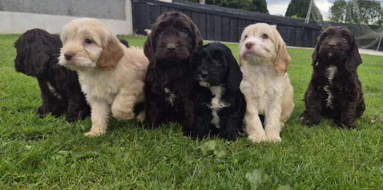 Beautiful coloured cockapoo pups £585