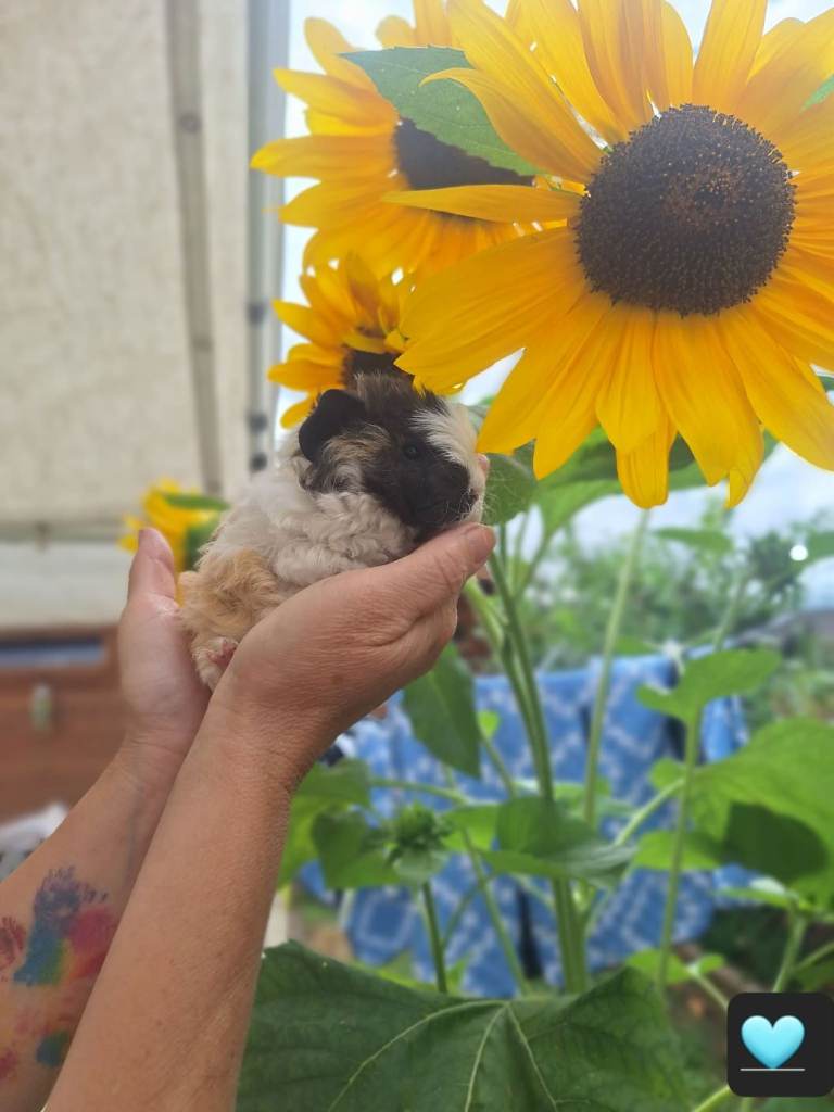 Longhaired baby guinea pigs 