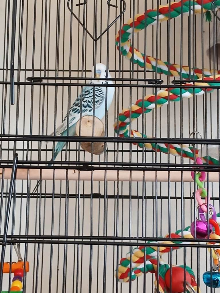 Budgie cage food all you need .