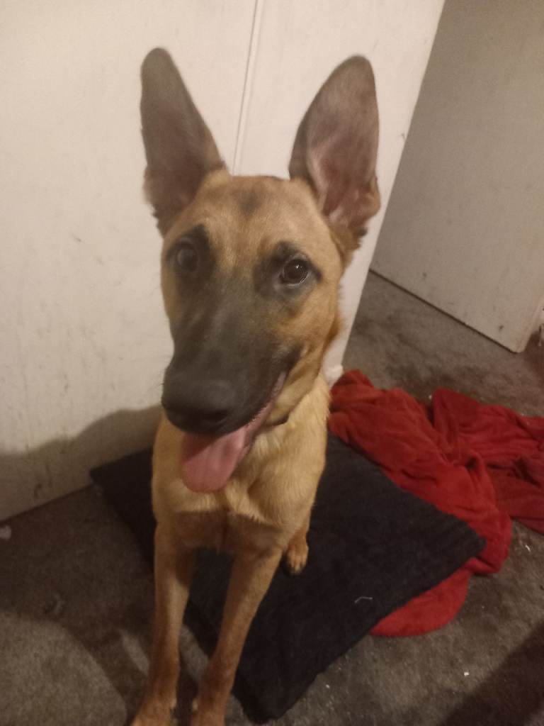 German shepherd for sale 