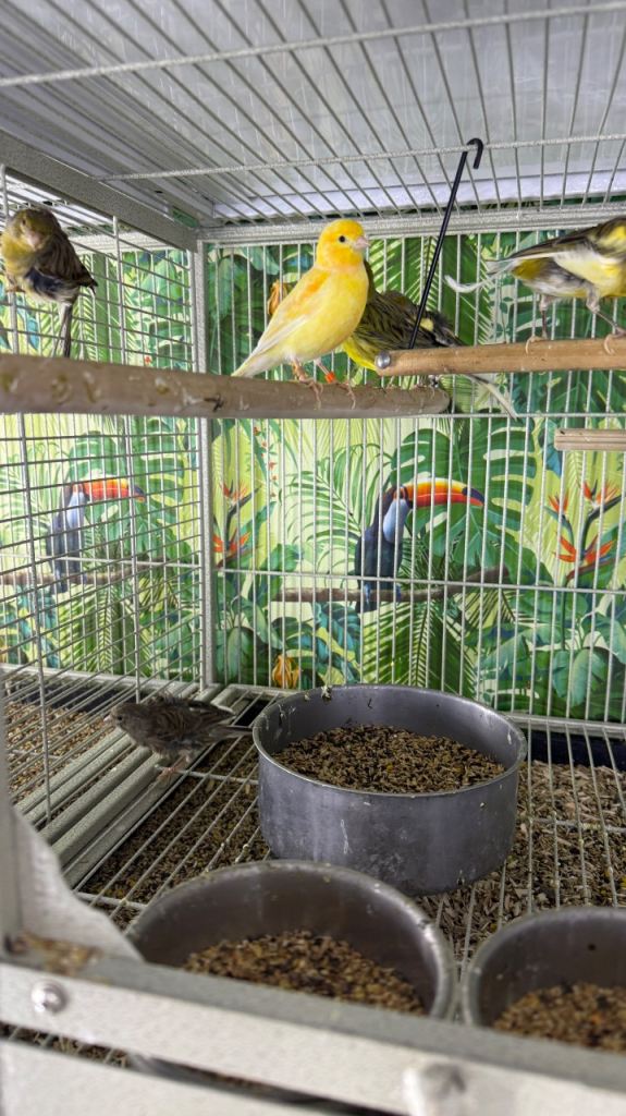 Birds 