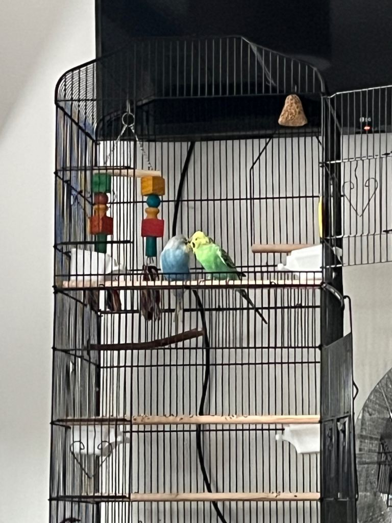 2 beautiful baby budgies for sale, both come in a pair 