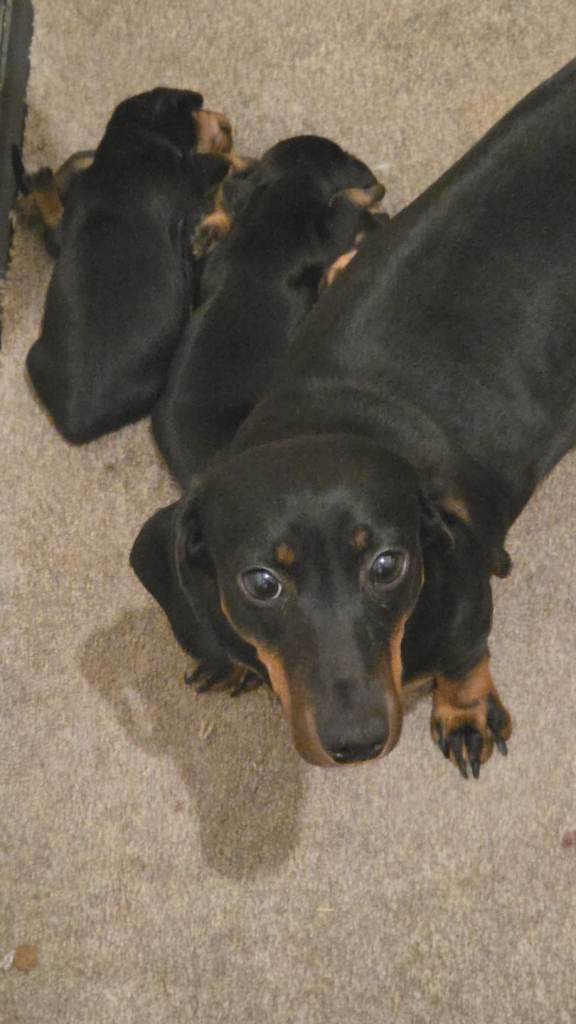 Dachshound puppies 